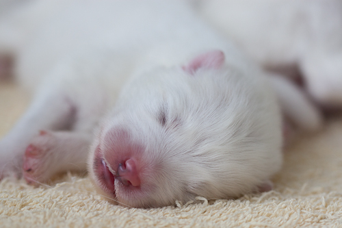 samoyed